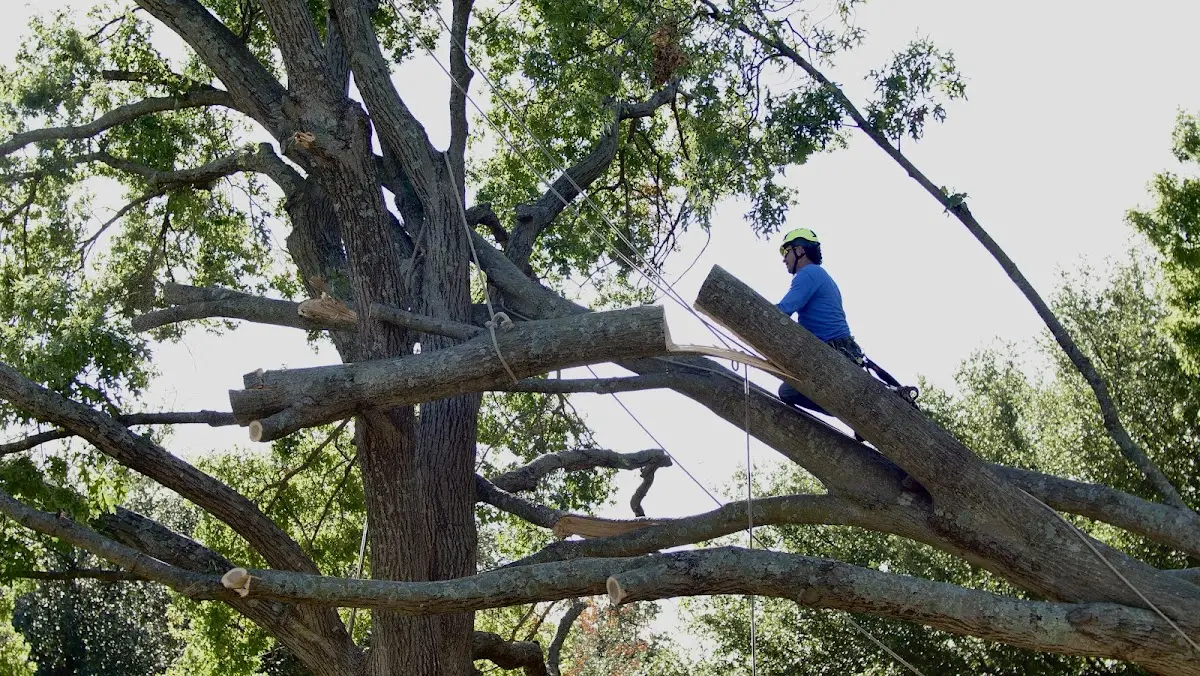 Professional Crown Thinning performed by certified arborists in Lozano