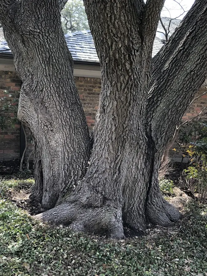 Mature heritage tree close to a Lozano property cared for by certified arborists